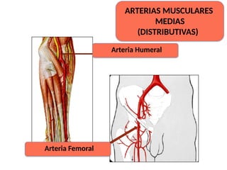 ARTERIAS MUSCULARES
MEDIAS
(DISTRIBUTIVAS)
Arteria Humeral
Arteria Femoral
 