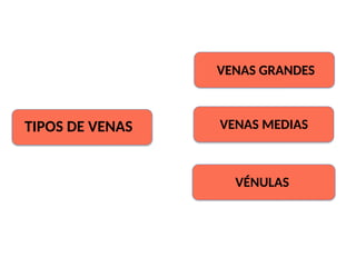 TIPOS DE VENAS
VENAS GRANDES
VENAS MEDIAS
VÉNULAS
 