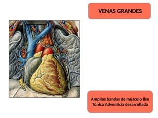 VENAS GRANDES
Amplias bandas de músculo liso
Túnica Adventicia desarrollada
 