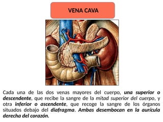 Cada una de las dos venas mayores del cuerpo, una superior o
descendente, que recibe la sangre de la mitad superior del cuerpo, y
otra inferior o ascendente, que recoge la sangre de los órganos
situados debajo del diafragma. Ambas desembocan en la aurícula
derecha del corazón.
VENA CAVA
 
