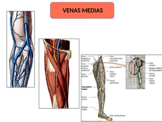 VENAS MEDIAS
 