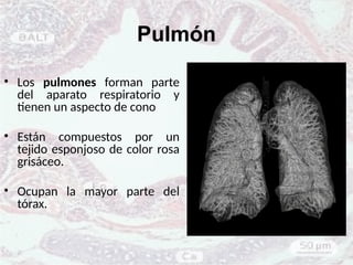 Pulmón
• Los pulmones forman parte
del aparato respiratorio y
tienen un aspecto de cono
• Están compuestos por un
tejido esponjoso de color rosa
grisáceo.
• Ocupan la mayor parte del
tórax.
 