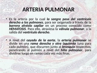 ARTERIA PULMONAR
• Es la arteria por la cual la sangre pasa del ventrículo
derecho a los pulmones, para ser oxigenada a través de la
barrera alvéolo capilar en un proceso conocido como
HEMATOSIS. Para ello, atraviesa la válvula pulmonar, a la
salida del ventrículo derecho.
• A nivel del cayado de la aorta, la arteria pulmonar se
divide en una rama derecha y otra izquierda (una para
cada pulmón), que discurren junto al bronquio respectivo,
penetrando al pulmón a nivel del hilio pulmonar, para
dividirse luego en ramas cada vez más finas.
 