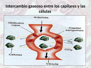 Intercambio gaseoso entre los capilares y las
células
 