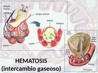 HEMATOSIS
(intercambio gaseoso)
 