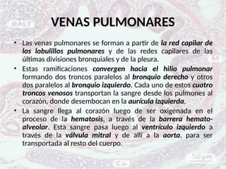 • Las venas pulmonares se forman a partir de la red capilar de
los lobulillos pulmonares y de las redes capilares de las
últimas divisiones bronquiales y de la pleura.
• Estas ramificaciones convergen hacia el hilio pulmonar
formando dos troncos paralelos al bronquio derecho y otros
dos paralelos al bronquio izquierdo. Cada uno de estos cuatro
troncos venosos transportan la sangre desde los pulmones al
corazón, donde desembocan en la aurícula izquierda.
• La sangre llega al corazón luego de ser oxigenada en el
proceso de la hematosis, a través de la barrera hemato-
alveolar. Esta sangre pasa luego al ventrículo izquierdo a
través de la válvula mitral y de allí a la aorta, para ser
transportada al resto del cuerpo.
VENAS PULMONARES
 