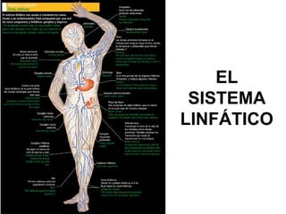 EL
SISTEMA
LINFÁTICO
 