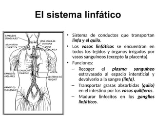 El sistema linfático
• Sistema de conductos que transportan
linfa y el quilo.
• Los vasos linfáticos se encuentran en
todos los tejidos y órganos irrigados por
vasos sanguíneos (excepto la placenta).
• Funciones:
– Recoger el plasma sanguíneo
extravasado al espacio intersticial y
devolverlo a la sangre (linfa).
– Transportar grasas absorbidas (quilo)
en el intestino por los vasos quilíferos.
– Madurar linfocitos en los ganglios
linfáticos.
 