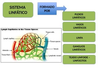 SISTEMA
LINFÁTICO PLEXOS
LINFÁTICOS
VASOS
LINFÁTICOS
LINFA
GANGLIOS
LINFÁTICOS
TEJIDO LINFOIDE –
LINFOCITOS
FORMADO
POR
 