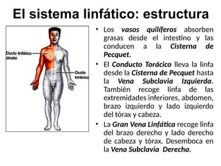 El sistema linfático: estructura
• Los vasos quilíferos absorben
grasas desde el intestino y las
conducen a la Cisterna de
Pecquet.
• El Conducto Torácico lleva la linfa
desde la Cisterna de Pecquet hasta
la Vena Subclavia Izquierda.
También recoge linfa de las
extremidades inferiores, abdomen,
brazo izquierdo y lado izquierdo
del tórax y cabeza.
• La Gran Vena Linfática recoge linfa
del brazo derecho y lado derecho
de cabeza y tórax. Desemboca en
la Vena Subclavia Derecha.
 