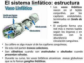 El sistema linfático: estructura
• Los vasos linfáticos
nacen en el tejido
conjuntivo, por los
capilares endoteliales,
terminados en fondo de
saco.
• El conjunto forma una
red más o menos tupida
según los órganos y en
relación con la
abundancia de
circulación sanguínea.
• Su calibre es algo mayor al de los capilares sanguíneos.
• De esta red parten troncos colectores.
• Son cilíndricos cuando son avalvulados o abultados cuando
presentan válvulas.
• Durante su curso, los vasos linfáticos atraviesan masas globulosas
que se le llaman ganglios linfáticos.
 