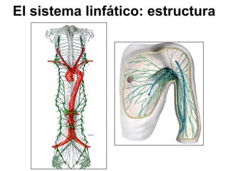 El sistema linfático: estructura
 