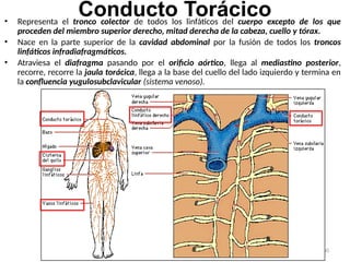 60
Conducto Torácico
• Representa el tronco colector de todos los linfáticos del cuerpo excepto de los que
proceden del miembro superior derecho, mitad derecha de la cabeza, cuello y tórax.
• Nace en la parte superior de la cavidad abdominal por la fusión de todos los troncos
linfáticos infradiafragmáticos.
• Atraviesa el diafragma pasando por el orificio aórtico, llega al mediastino posterior,
recorre, recorre la jaula torácica, llega a la base del cuello del lado izquierdo y termina en
la confluencia yugulosubclavicular (sistema venoso).
 
