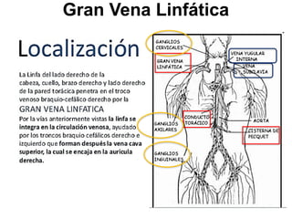 61
Gran Vena Linfática
34
 