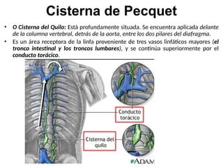 Cisterna de Pecquet
• O Cisterna del Quilo: Está profundamente situada. Se encuentra aplicada delante
de la columna vertebral, detrás de la aorta, entre los dos pilares del diafragma.
• Es un área receptora de la linfa proveniente de tres vasos linfáticos mayores (el
tronco intestinal y los troncos lumbares), y se continúa superiormente por el
conducto torácico.
 