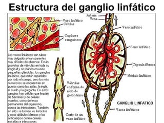 Estructura del ganglio linfático
 