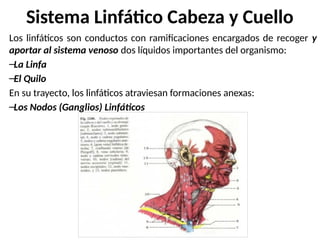 Sistema Linfático Cabeza y Cuello
Los linfáticos son conductos con ramificaciones encargados de recoger y
aportar al sistema venoso dos líquidos importantes del organismo:
–La Linfa
–El Quilo
En su trayecto, los linfáticos atraviesan formaciones anexas:
–Los Nodos (Ganglios) Linfáticos
 