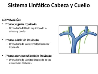 Sistema Linfático Cabeza y Cuello
TERMINACIÓN:
• Tronco yugular izquierdo
– Drena linfa del lado izquierdo de la
cabeza y cuello
• Tronco subclavio izquierdo
– Drena linfa de la extremidad superior
izquierda
• Tronco broncomediastínico izquierdo
– Drena linfa de la mitad izquierda de las
estructuras torácicas.
 