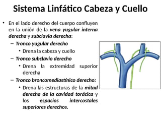 • En el lado derecho del cuerpo confluyen
en la unión de la vena yugular interna
derecha y subclavia derecha:
– Tronco yugular derecho
• Drena la cabeza y cuello
– Tronco subclavio derecho
• Drena la extremidad superior
derecha
– Tronco broncomediastínico derecho:
• Drena las estructuras de la mitad
derecha de la cavidad torácica y
los espacios intercostales
superiores derechos.
Sistema Linfático Cabeza y Cuello
 