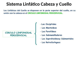 Sistema Linfático Cabeza y Cuello
 