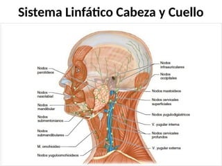 Sistema Linfático Cabeza y Cuello
 