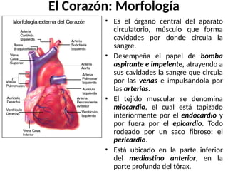 El Corazón: Morfología
• Es el órgano central del aparato
circulatorio, músculo que forma
cavidades por donde circula la
sangre.
• Desempeña el papel de bomba
aspirante e impelente, atrayendo a
sus cavidades la sangre que circula
por las venas e impulsándola por
las arterias.
• El tejido muscular se denomina
miocardio, el cual está tapizado
interiormente por el endocardio y
por fuera por el epicardio. Todo
rodeado por un saco fibroso: el
pericardio.
• Está ubicado en la parte inferior
del mediastino anterior, en la
parte profunda del tórax.
 
