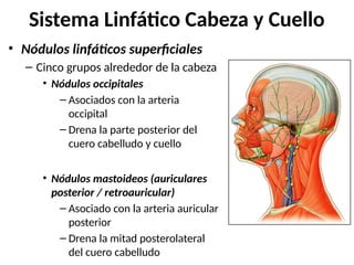 • Nódulos linfáticos superficiales
– Cinco grupos alrededor de la cabeza
• Nódulos occipitales
– Asociados con la arteria
occipital
– Drena la parte posterior del
cuero cabelludo y cuello
• Nódulos mastoideos (auriculares
posterior / retroauricular)
– Asociado con la arteria auricular
posterior
– Drena la mitad posterolateral
del cuero cabelludo
Sistema Linfático Cabeza y Cuello
 
