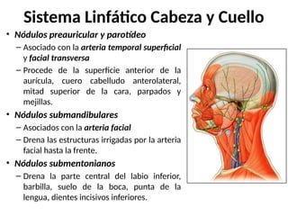 • Nódulos preauricular y parotídeo
– Asociado con la arteria temporal superficial
y facial transversa
– Procede de la superficie anterior de la
aurícula, cuero cabelludo anterolateral,
mitad superior de la cara, parpados y
mejillas.
• Nódulos submandibulares
– Asociados con la arteria facial
– Drena las estructuras irrigadas por la arteria
facial hasta la frente.
• Nódulos submentonianos
– Drena la parte central del labio inferior,
barbilla, suelo de la boca, punta de la
lengua, dientes incisivos inferiores.
Sistema Linfático Cabeza y Cuello
 