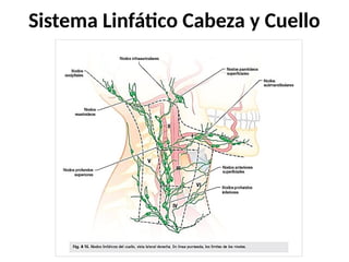 Sistema Linfático Cabeza y Cuello
 