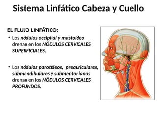 EL FLUJO LINFÁTICO:
• Los nódulos occipital y mastoideo
drenan en los NÓDULOS CERVICALES
SUPERFICIALES.
• Los nódulos parotídeos, preauriculares,
submandibulares y submentonianos
drenan en los NÓDULOS CERVICALES
PROFUNDOS.
Sistema Linfático Cabeza y Cuello
 