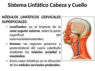 NÓDULOS LINFÁTICOS CERVICALES
SUPERFICIALES:
– Localizados: en el trayecto de la
vena yugular externa, sobre la parte
superficial del
esternocleidomastoideo.
– Drenan: las regiones posterior y
posterolateral del cuero cabelludo
mediante los nódulos occipital y
mastoideo.
– Envía vasos linfáticos en la dirección
de los nódulos cervicales profundos.
Sistema Linfático Cabeza y Cuello
 