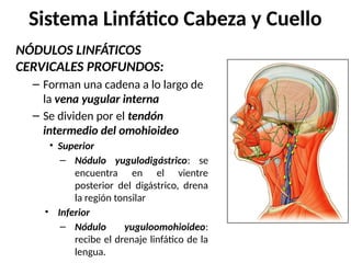 NÓDULOS LINFÁTICOS
CERVICALES PROFUNDOS:
– Forman una cadena a lo largo de
la vena yugular interna
– Se dividen por el tendón
intermedio del omohioideo
• Superior
– Nódulo yugulodigástrico: se
encuentra en el vientre
posterior del digástrico, drena
la región tonsilar
• Inferior
– Nódulo yuguloomohioideo:
recibe el drenaje linfático de la
lengua.
Sistema Linfático Cabeza y Cuello
 