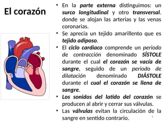 8
• En la parte externa distinguimos: un
surco longitudinal y otro transversal.
donde se alojan las arterias y las venas
coronarias.
• Se aprecia un tejido amarillento que es
tejido adiposo.
• El ciclo cardiaco comprende un periodo
de contracción denominado SÍSTOLE
durante el cual el corazón se vacía de
sangre, seguido de un periodo de
dilatación denominado DIÁSTOLE
durante el cual el corazón se llena de
sangre.
• Los sonidos del latido del corazón se
producen al abrir y cerrar sus válvulas.
• Las válvulas evitan la circulación de la
sangre en sentido contrario.
El corazón
 