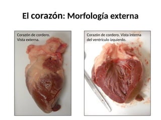 El corazón: Morfología externa
Corazón de cordero.
Vista externa.
Corazón de cordero. Vista interna
del ventrículo izquierdo.
 