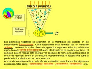 Clase 27; fotosistesis y ciclo del carbono
