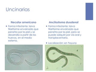 Uncinarias
Necator americano
 Forma infestante: larva
filariforme envainada que
penetra por la piel y se
desarrolla a partir de los
huevos, en el medio
externo.
Ancilostoma duodenal
 Forma infestante: larva
filariforme envainada que
penetra por la piel, pero se
puede adquirir por vía oral y
transplacentaria.
 Localización: en Yeyuno
 