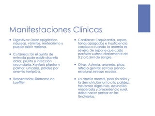 Manifestaciones Clínicas
 Digestivas: Dolor epigástrico,
náuseas, vómitos, meteorismo y
puede existir melena.
 Cutáneas: En el punto de
entrada pude existir discreto
dolor, prurito e infección
secundaria. Xantosis plantar y
palmar, urticaria, palidez por
anemia ferripriva.
 Respiratorias: Síndrome de
Loeffler
 Cardiacas: Taquicardia, soplos,
tonos apagados e Insuficiencia
cardiaca cuando la anemia es
severa. Se supone que cada
parásito sustrae diariamente de
0.2 a 0.5ml de sangre.
 Otras: Astenia, anorexia, pica,
retraso genital, retraso pondo-
estatural, retraso escolar.
 La apatía mental, pelo sin brillo y
la desnutrición junto a la palidez,
trastornos digestivos, eosinofilia
moderada y procedencia rural,
debe hacer pensar en las
Uncinarias.
 
