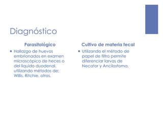Diagnóstico
Parasitológico
 Hallazgo de huevos
embrionados en examen
microscópico de heces o
del liquido duodenal,
utilizando métodos de:
Willis, Ritchie, otros.
Cultivo de materia fecal
 Utilizando el método de
papel de filtro permite
diferenciar larvas de
Necator y Ancilostoma.
 