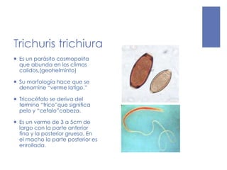 Trichuris trichiura
 Es un parásito cosmopolita
que abunda en los climas
calidos.(geohelminto)
 Su morfología hace que se
denomine “verme latigo.”
 Tricocéfalo se deriva del
termino “trico”que significa
pelo y “cefalo”cabeza.
 Es un verme de 3 a 5cm de
largo con la parte anterior
fina y la posterior gruesa. En
el macho la parte posterior es
enrollada.
 