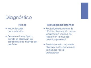 Diagnóstico
Heces
 Heces fecales
concentradas
 Examen microscópico
donde se observan los
característicos huevos del
parásito.
Rectosigmoidostomia:
 Rectosigmoidostomia: Es
difícil la observación por su
localización y forma de
fijación en la mucosa
colónica proximal.
 Parásito adulto: se puede
observar en las heces o en
la mucosa rectal
prolapsada.
 