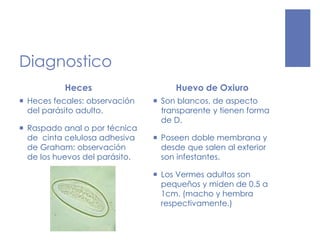 Diagnostico
Heces
 Heces fecales: observación
del parásito adulto.
 Raspado anal o por técnica
de cinta celulosa adhesiva
de Graham: observación
de los huevos del parásito.
Huevo de Oxiuro
 Son blancos, de aspecto
transparente y tienen forma
de D.
 Poseen doble membrana y
desde que salen al exterior
son infestantes.
 Los Vermes adultos son
pequeños y miden de 0.5 a
1cm. (macho y hembra
respectivamente.)
 
