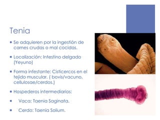 Tenia
 Se adquieren por la ingestión de
carnes crudas o mal cocidas.
 Localización: Intestino delgado
(Yeyuno)
 Forma infestante: Cisticercos en el
tejido muscular. ( bovis/vacuno,
cellulosae/cerdos.)
 Hospederos intermediarios:
 Vaca: Taenia Saginata.
 Cerdo: Taenia Solium.
 