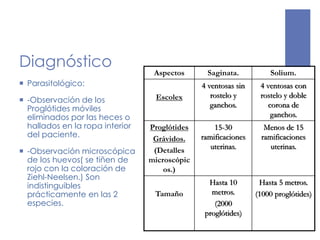 Diagnóstico
 Parasitológico:
 -Observación de los
Proglótides móviles
eliminados por las heces o
hallados en la ropa interior
del paciente.
 -Observación microscópica
de los huevos( se tiñen de
rojo con la coloración de
Ziehl-Neelsen.) Son
indistinguibles
prácticamente en las 2
especies.
Aspectos Saginata. Solium.
Escolex
4 ventosas sin
rostelo y
ganchos.
4 ventosas con
rostelo y doble
corona de
ganchos.
Proglótides
Grávidos.
(Detalles
microscópic
os.)
15-30
ramificaciones
uterinas.
Menos de 15
ramificaciones
uterinas.
Tamaño
Hasta 10
metros.
(2000
proglótides)
Hasta 5 metros.
(1000 proglótides)
 