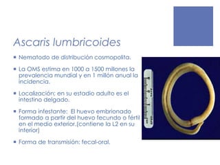 Ascaris lumbricoides
 Nematodo de distribución cosmopolita.
 La OMS estima en 1000 a 1500 millones la
prevalencia mundial y en 1 millón anual la
incidencia.
 Localización; en su estadio adulto es el
intestino delgado.
 Forma infestante: El huevo embrionado
formado a partir del huevo fecundo o fértil
en el medio exterior.(contiene la L2 en su
interior)
 Forma de transmisión: fecal-oral.
 