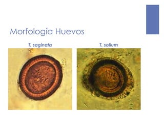 Morfología Huevos
T. saginata T. solium
 