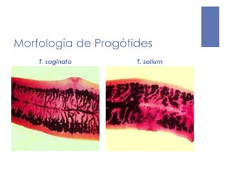 Morfología de Progótides
T. saginata T. solium
 