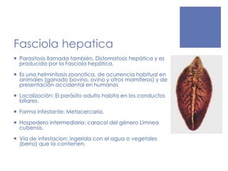 Fasciola hepatica
 Parasitosis llamada también, Distomatosis hepática y es
producida por la Fasciola hepática.
 Es una helmintiasis zoonotica, de ocurrencia habitual en
animales (ganado bovino, ovino y otros mamíferos) y de
presentación accidental en humanos
 Localización: El parásito adulto habita en los conductos
biliares.
 Forma infestante: Metacercaria.
 Hospedero intermediario: caracol del género Limnea
cubensis.
 Vía de infestacion: ingerida con el agua o vegetales
(berro) que la contienen.
 