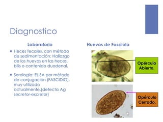 Diagnostico
Laboratorio
 Heces fecales, con método
de sedimentación: Hallazgo
de los huevos en las heces,
bilis o contenido duodenal.
 Serologia: ELISA por método
de conjugación (FASCIDIG),
muy utilizado
actualmente.(detecta Ag
secretor-excretor)
Huevos de Fasciola
Opérculo
Abierto.
Opérculo
Cerrado.
 