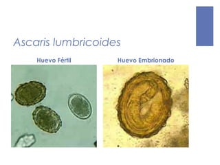 Ascaris lumbricoides
Huevo Fértil Huevo Embrionado
 