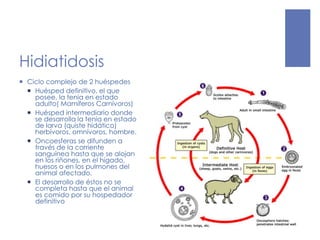 Hidiatidosis
 Ciclo complejo de 2 huéspedes
 Huésped definitivo, el que
posee, la tenia en estado
adulto( Mamíferos Carnívoros)
 Huésped intermediario donde
se desarrolla la tenia en estado
de larva (quiste hidático)
herbívoros, omnívoros, hombre.
 Oncoesferas se difunden a
través de la corriente
sanguínea hasta que se alojan
en los riñones, en el hígado,
huesos o en los pulmones del
animal afectado,
 El desarrollo de éstos no se
completa hasta que el animal
es comido por su hospedador
definitivo
 